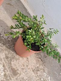 Pianta di mirto 