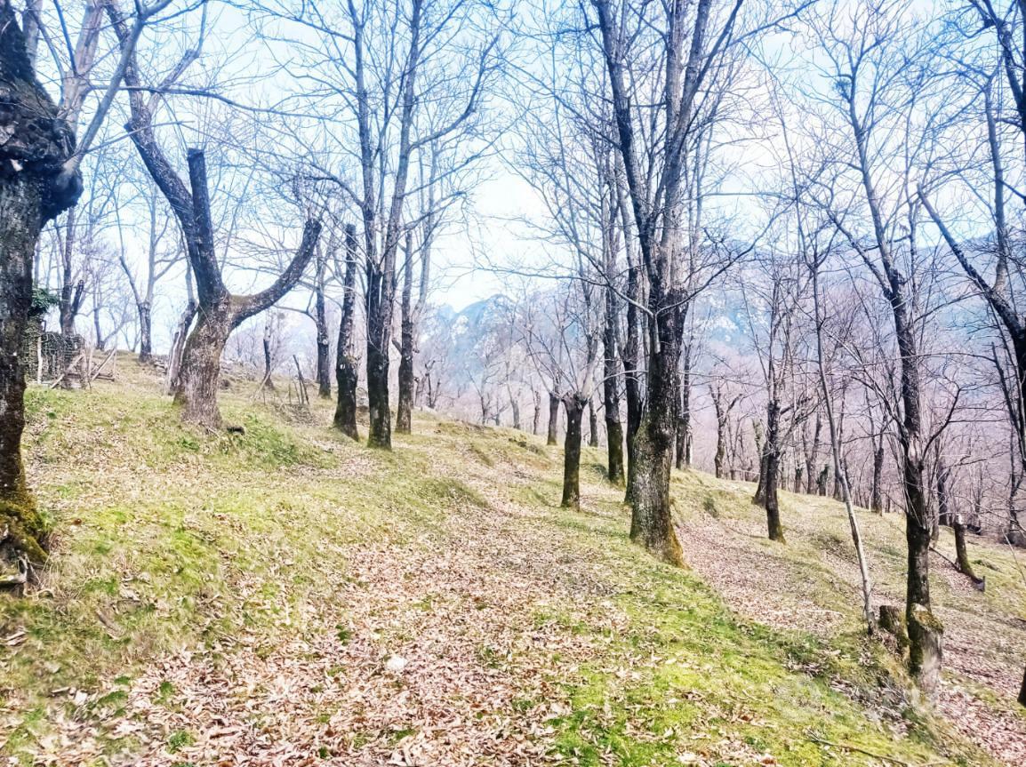 TER. AGRICOLO A SERINO - Altro