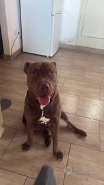 APBT red nose per monta