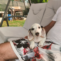 Bassotto piebald