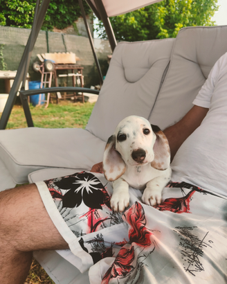 Bassotto piebald