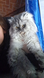 Gattina persiana