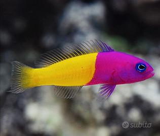 pesce marino - Pseudochromis paccagnellae