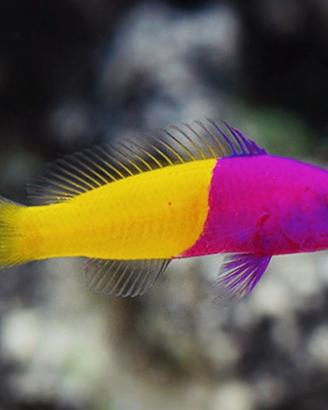 pesce marino - Pseudochromis paccagnellae