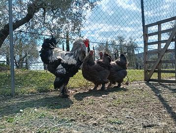 Brahma galline ornamentali