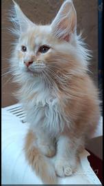 Cucciolata Maine coon