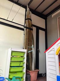 Cleistocactus strausii pianta grassa Gigante
