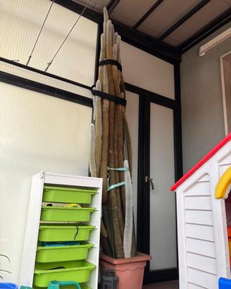 Cleistocactus strausii pianta grassa Gigante