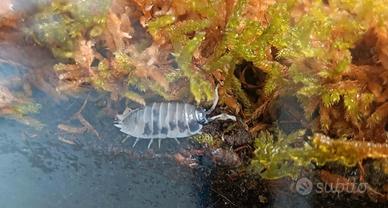 Isopodi Porcellio laevis "Dairy Cow"