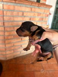Cani taglia piccola