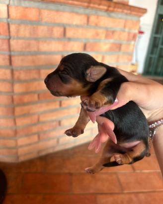 Cani taglia piccola