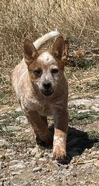 Australian Cattel Dog