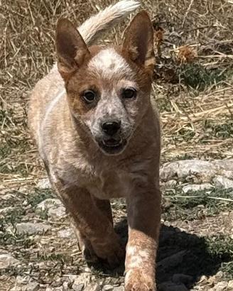 Australian Cattel Dog