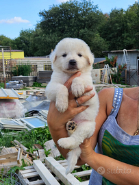 Cuccioli di pastore maremmano abruzzese