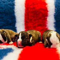 Bull terrier miniature
