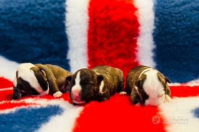 Bull terrier miniature