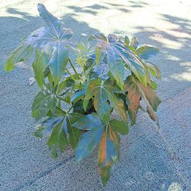 Fatsia japonica pianta Asiatica Subtropicale