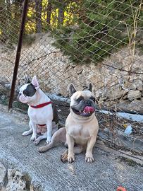 Bulldog francese palermo