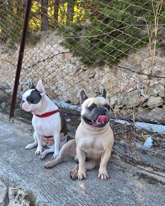 Bulldog francese palermo