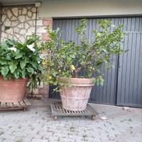 Pianta di limone con vaso in terracotta 