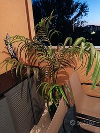 pianta artificiale 