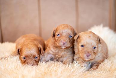 maltipoo toy