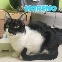 Moreno gatto bianconero di 1 anno