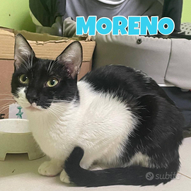 Moreno gatto bianconero di 1 anno