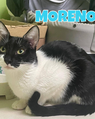 Moreno gatto bianconero di 1 anno