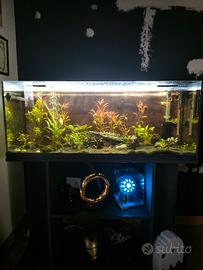 Acquario 100lt- pronto all'uso- completo di tutto