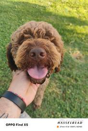 Cane da tartufo avviato