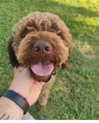 Cane da tartufo avviato