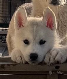 Siberian Husky