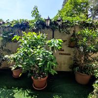 Trilocale totalmente arredato