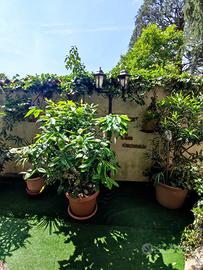 Trilocale totalmente arredato