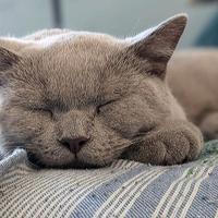 British Shorthair Cuccioli