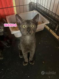 Wanda e Nami gattine di tre mesi