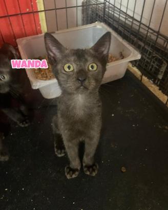 Wanda e Nami gattine di tre mesi