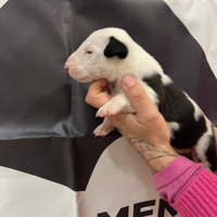 Cuccioli bull terrier