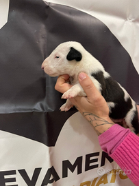 Cuccioli bull terrier