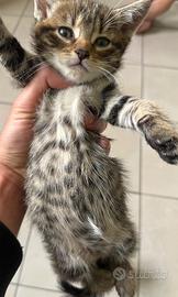 Cucciolo Toyger tigrato disponibile
