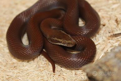 Boaedon fuliginosus