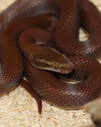 Boaedon fuliginosus