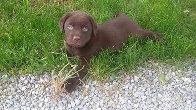 Cuccioli di labrador