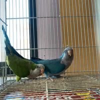 Coppia riproduttiva di parrocchetto monaco