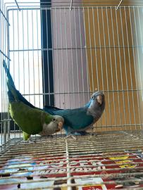 Coppia riproduttiva di parrocchetto monaco