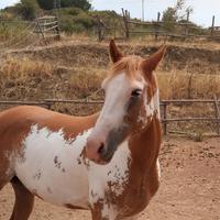 Cavalla Paint horse