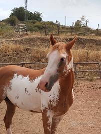 Cavalla Paint horse