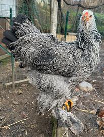 Brahma perniciato argento