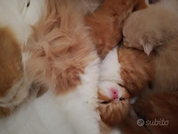 Cuccioli persiani
